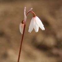 Acis autumnalis oporantha f. dispathacea Photo: A.